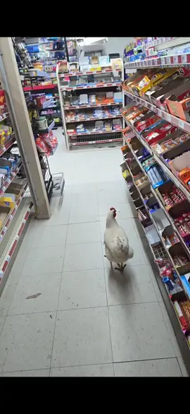 Update!  #gasstationchicken #chickens  #chickensoftiktok  #foryoupage 
