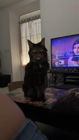 J’adore le faire parler 🥰✌🏻 #fyp #pourtoi #tiktokfrance🇨🇵 #chat 