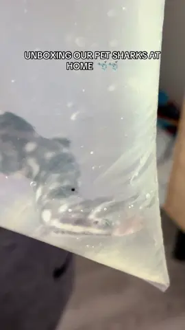 Part 2: WE GOT SHARKS AT HOME, UNBOXING 🦈🦈 #fyp #shark #aquarium #fish #fishtok #bonita__gabby #aquariumfish #fishtankaquarium 