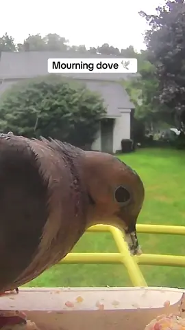 #MorningDove #Dove #Bird #Wildlife #Birdfeeder #BirdfeederCamera #WildlifeCamera #TrailCamera #Birds #BackyardBirds #fyp #fypシ #fypシ゚viral #fypage #fyyypp #fyypppppppppp #fyppppppppppppppppppppppp 