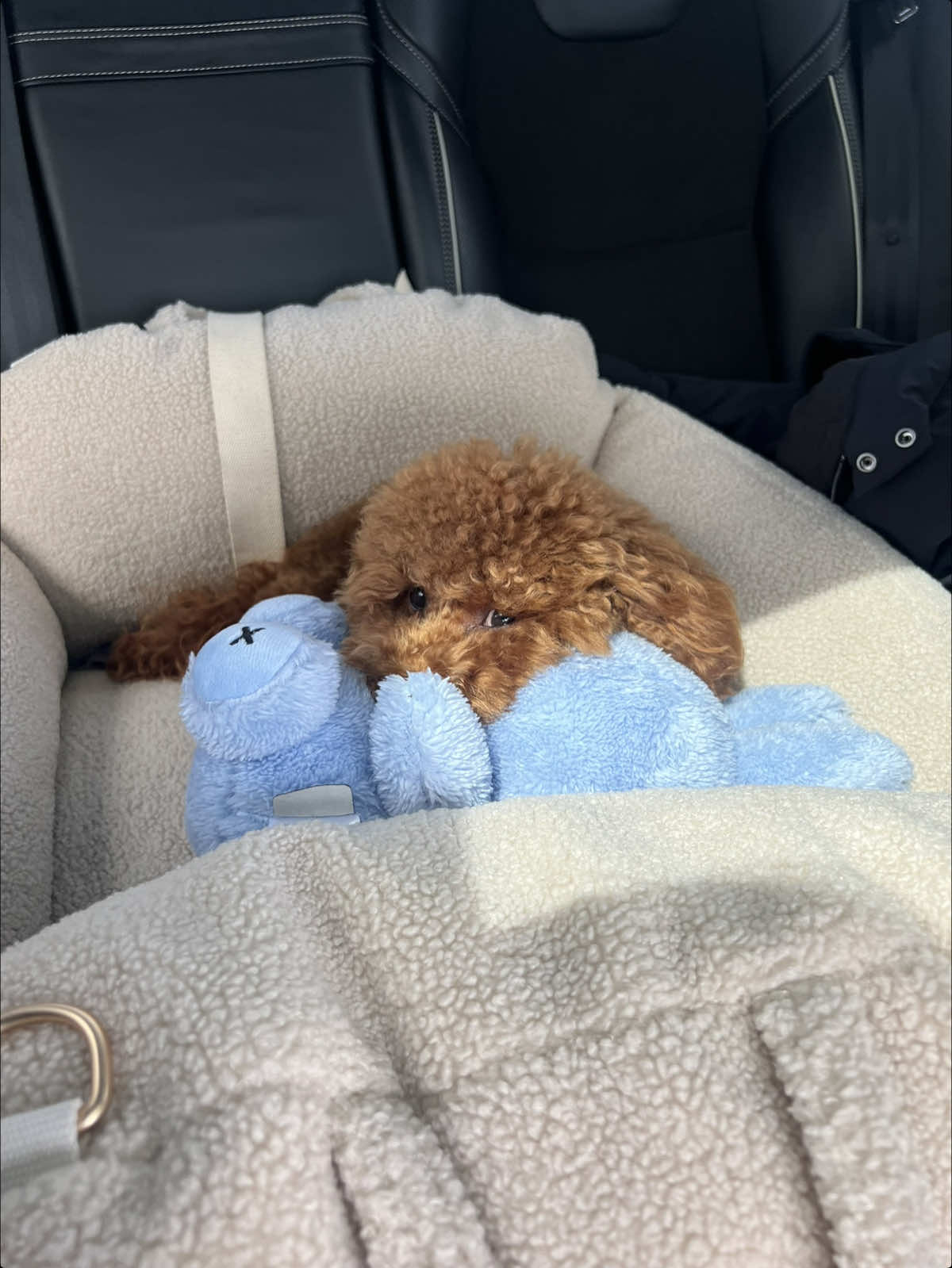 I have a strong feeling this will be his favorite toy 🩵 #poodle #redtoypoodle #toypoodle #toypoedel #smalldog #fyp #cutepuppy 