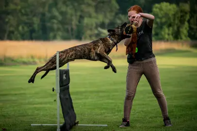 Dyson doesn’t just clear hurdles  he clears expectations. Built from grit, power, and pedigree. Bullherder business only  young, bold, and untouchable. 💰🐾🔥 @Apex K9 Services Ltd  #Bullherder #WorkingDog #JumpWork #DogSport #EliteObedience #K9Training 