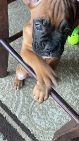 #boxers #boxersoftiktok #puppytiktok #fyp #chloe 