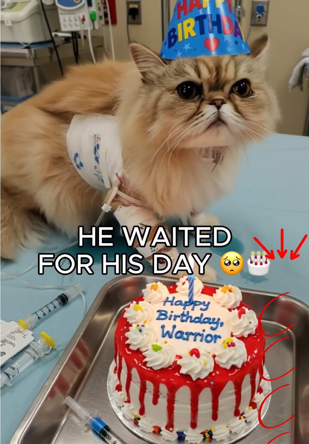 #cat #catsoftiktok #sadcat 