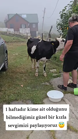 Anlaşıldı Perihanla maceralar devam edicek. 1 haftadır hergün  yayla evimizin bahçesine gelip karnını doyuruyor, kendisini bir güzel kaşıtıyor, elini yüzünü sildirip tıpış tıpış gidiyor  🥰😍😇🐮 #perihan #cow  #yaylalar #gezgin #animalsoftiktok 