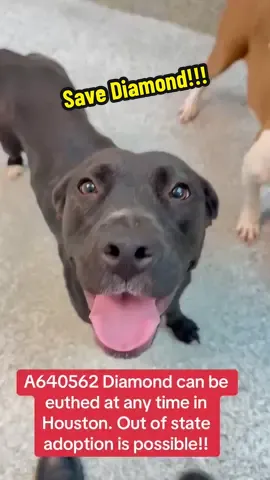 I’ll out the app in my bio if you are interested in adopting Diamond! #fyp #rescuedogarmy #rescuedogarmy❤️ #houstonwehaveaproblem #thisishouston #rescuedogarmystrong #shelterdog 