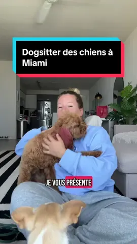 Ces chiens ont des sacs de luxe et un coiffeur de luxe pendant que moi j’ai le même longchamps depuis la 6eme et des repousses de couleurs qui datent d’il y a environ 2 ans et demi ……..