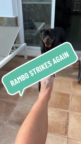 Here we go every day. 🫠 #RamboStrikesAgain #tiktokeesti #eestlanespaanias #koerapahandus #pättRambo #plätudraama #foryou #rottweiler 