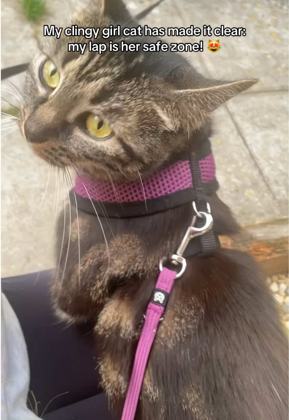 Nala may be a little scared of the great outdoors, but that doesn’t stop her from wanting to sit with me to keep a watchful eye on her siblings from the safety of my lap! 🐾😻  #clingycat #nala #cat #catlife #indoorcat #girlcat #gizmonalamila 