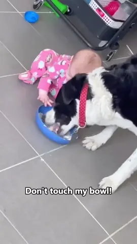 Dog and baby are best friends ❤️😂 #dog #Love #baby #pet #lovestory #bestfriend #dogsoftiktok #foryou #usa