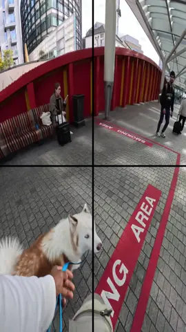 Interactions with my dog!!  #husky #dog #viral #pet #Vlog