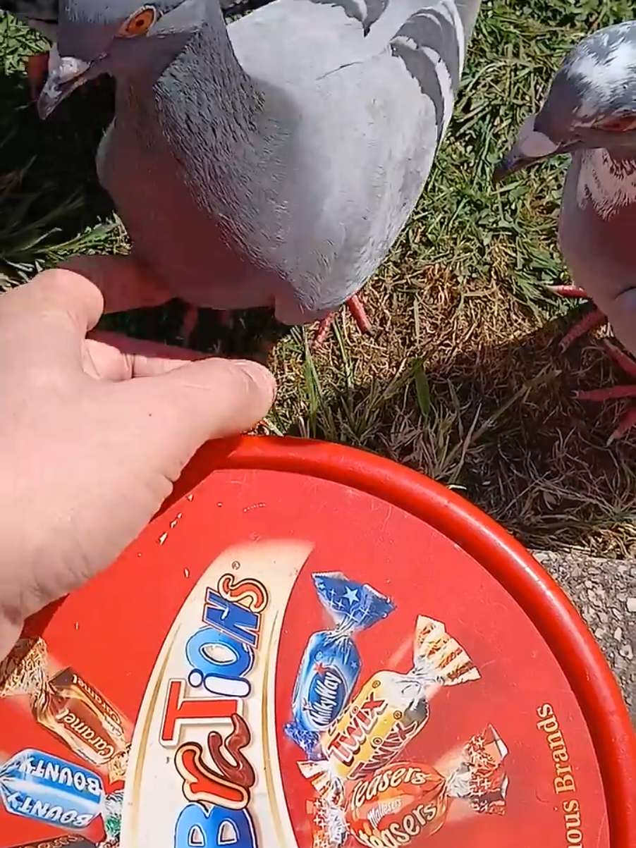 The Flock wants FOOD #pigeon #birds #wildlife #birdsoftiktok🦜 #fyp 