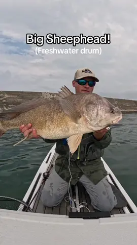A very underrated fish to catch! If you are catch and release fishing then consider targeting these fish. They pull your line like crazy and make long hard runs peeling drag. This fish took 3+ minutes to bring to the surface. Plus if your throwing a swim bait you’ll also catch some bass! I caught this fish on on my @Halo Fishing Rods 7ft medium action rod and @FreedomTackle ead with a @BaitFuel 4inch paddle tail swimbait. Paddling on my LiveWatersports paddle board! • • • #fishing #sheephead #freshwaterdrum #bassfishing