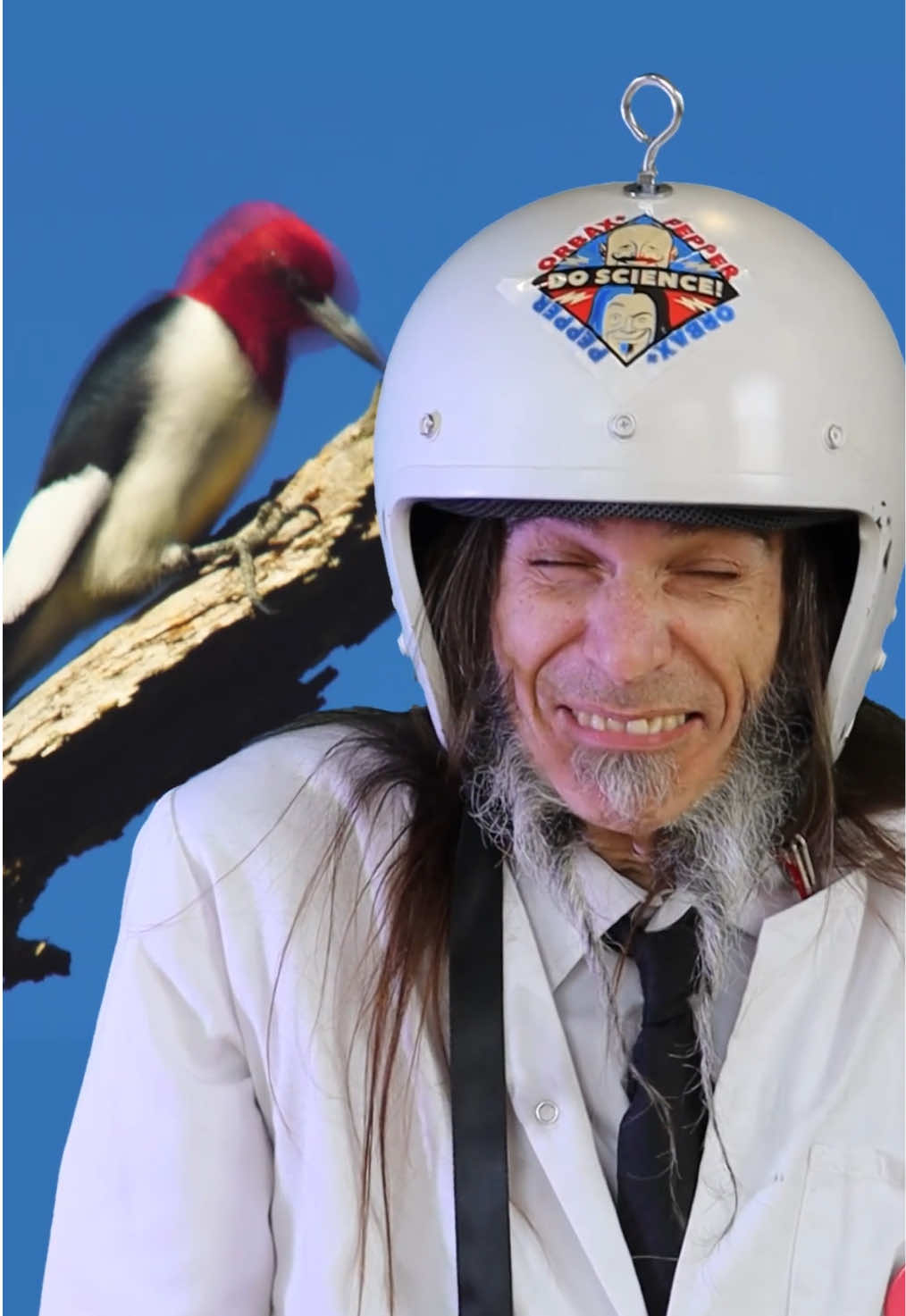Highest g force experienced by a bird 🐦 The beak of the red-headed woodpecker hits the bark of a tree with an impact velocity of 20.9 km/h (13 mph), subjecting the brain to a deceleration of about 10 g when the head snaps back. #LearnOnTikTok #gforce #woodpecker 