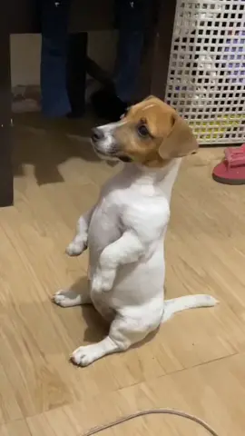 #jackrussel #jackrussell #jackrussellterrier #jackrussellsoftiktok #jackrussellterrierpuppy 