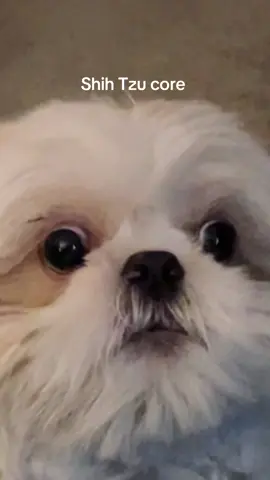 welcome to ✨Shih Tzu core✨ #shihtzusoftiktok #shihtzulovers 