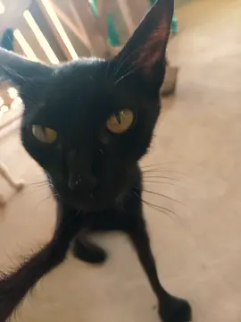 #CapCut el gato 🐈‍⬛