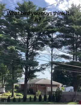 Found this really big bird in my neighborhood. I never seen anything like it. I wonder what it is?