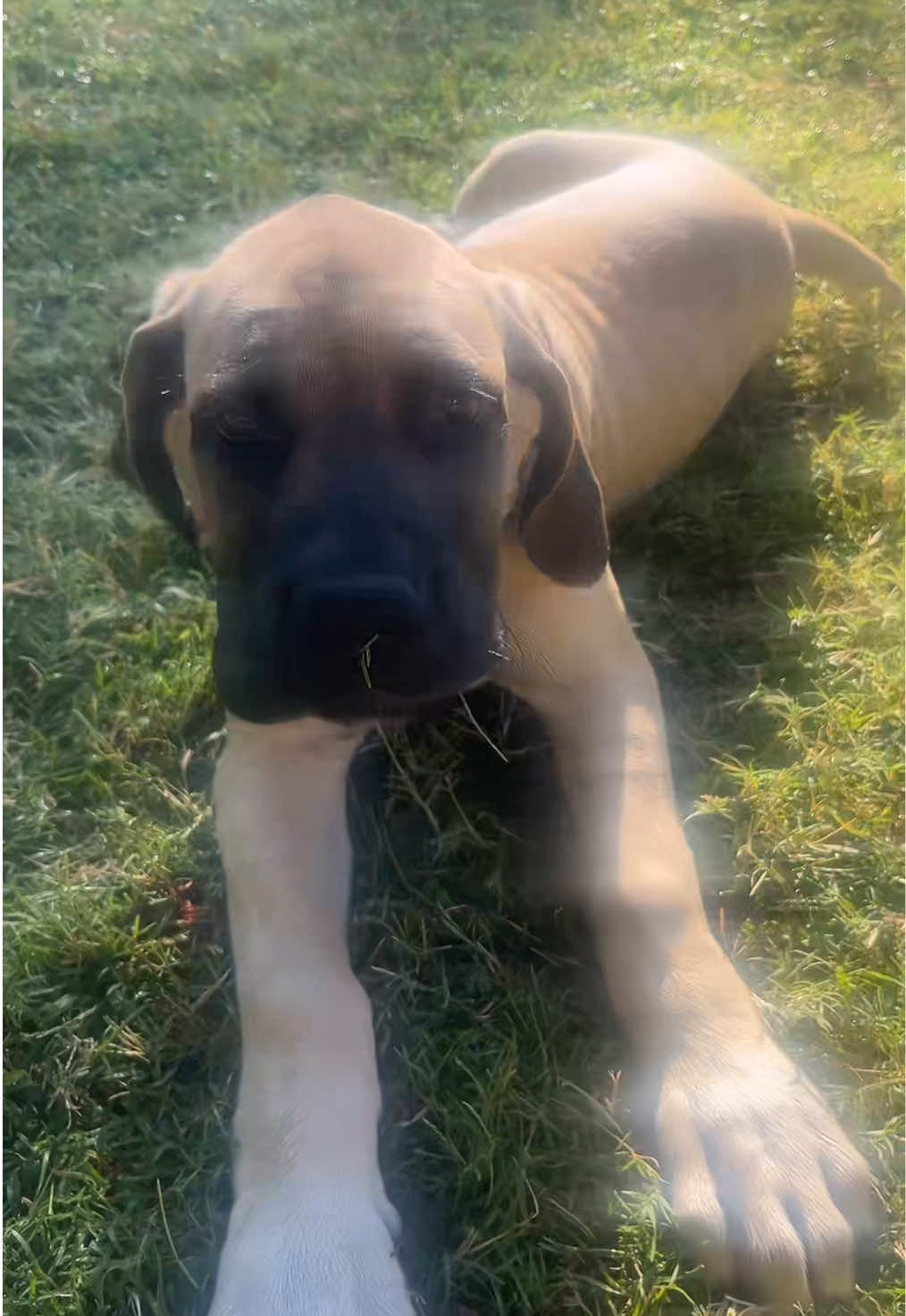 Seriously, the best kind of dogs are big ones!@Katie W🥀🎭🎬 @Cash Curran @The Disney Chief☝🏿 @Elijah Walker @SimonT @Toons @[Joshua Moore] @TheBlueKnight @Nicolette Dunagan @NativeWarrior342 
