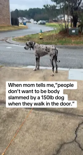 #greatdanesoftiktok #bestboy 