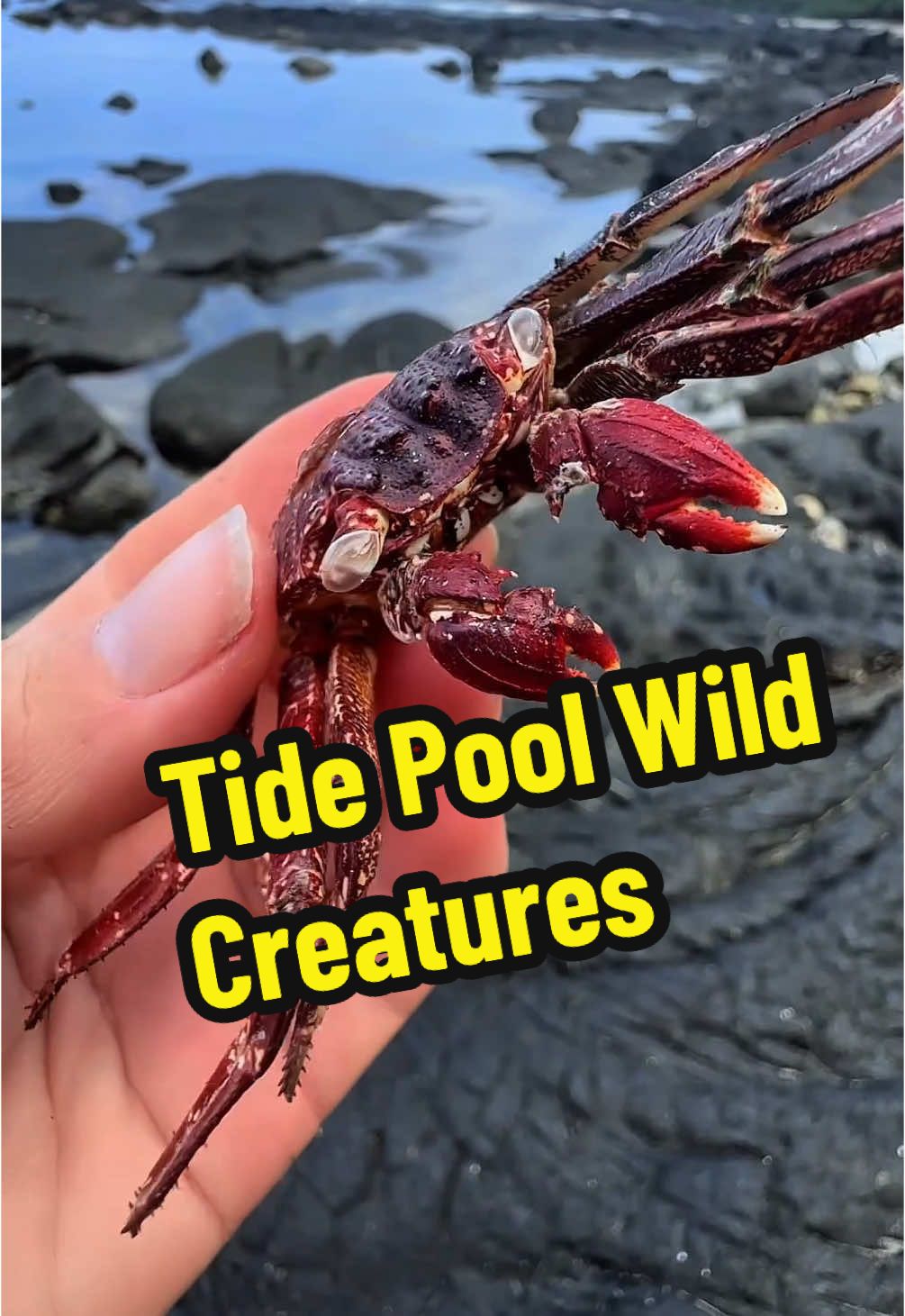 Tsunami tides brought in some wild creatures and treasures to the hot lava tide pools!