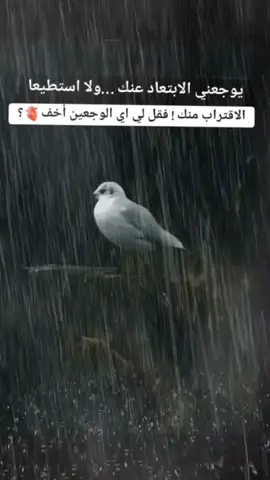 #في هذا اليوم 