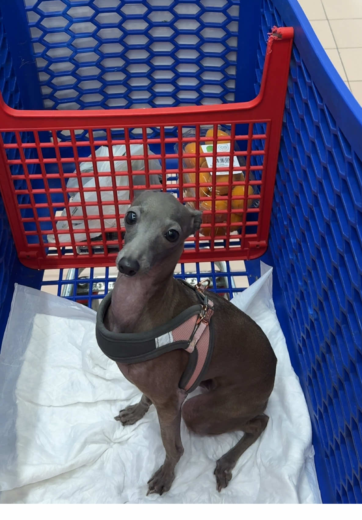 Grocery shopping 🐶💕 #italiangreyhound #dogsoftiktok #fyp #dogmom 