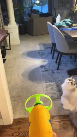#fyp #cattoys #viral #catsoftiktok #cattok #catlover #cat #cats #funnycat #cutecat #ragdollcat #TikTokShop 