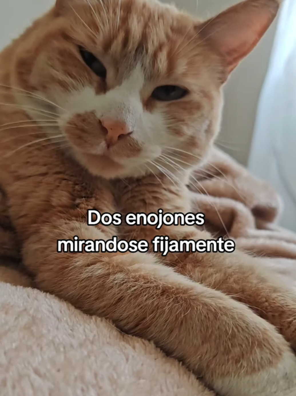 #humor #enojo #cat #enojones #gato #gatitosparadedicar #gruñon #orangecat 