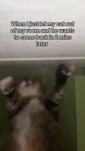 #cat #catsoftiktok 