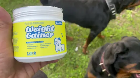 Dog weight gainer #guthealth#Rottweilers#doghealth#backtoschoolshopping #tictokshoppingsummersale #greatdeal #tictokkillerdeal #worksgreat #TikToksale #tiktokbacktoschooldeals #tictokshoppingsummer #outdooradventure 