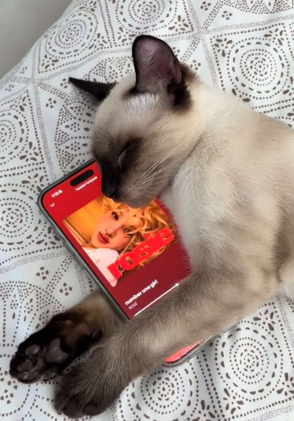 #rosé #cat #catlisteningtomusic #spotify #music #numberonegirl #beatsong #fyp #fypシ゚viral #roses_are_rosie @ROSÉ 