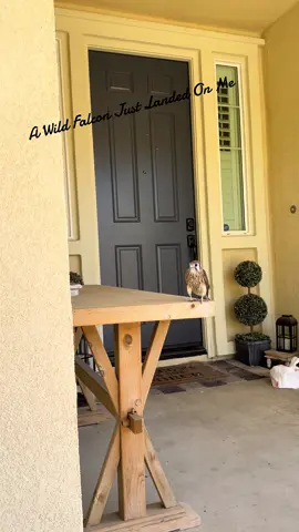 A Wild Falcon Just Landed On Me!!# #Falcon #AnimalWhisperer  #SpiritAnimal  #AnimalConnection  #WildMoment  #TooClose #ThatJustHappened #ViralVideo   #TikTokViral  #Unbelievable #caughtoncamera #noway  #Falcon   #WildlifeEncounter  #BirdTok #AnimalTok #naturelovers #Falconry #birdofprey #unexpectedencounters  #moorecrewhauling #junkremoval #dumpsterrental #bluecollar #bluecollarcoffee #spiritanimal #spiritanimals #trump #trump2024🇺🇸 #x55 #mastercraft #mastercraftboats 