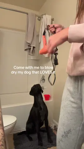 A good, clean boy 🫶🏼✨#gsp #blacklab #dog #bestfriend #fyp