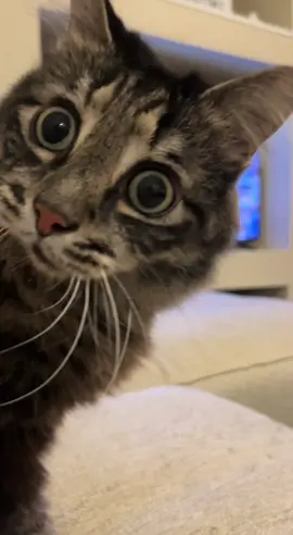 #fyp #foryou #foryoupage #catsoftiktok #PetsOfTikTok #cat #Love 