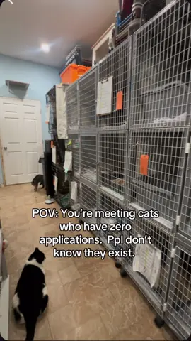 As the summer heat presses down on New York City, hundreds of silent voices go unheard. At @puppykittynycity, as of August 2nd, 2025, there are so many cats with no applications, no interest, no hope in sight. Some have waited years. Some, only weeks. But all of them share the same heartbreaking reality: they are homeless, forgotten, and utterly alone. Each of them carries a story that would shatter your heart. Some were left behind when they got sick, deemed too much to care for. Others were thrown away by the humans they trusted, left to wonder what they did wrong. And then there are those who fought every day just to survive on the streets, scrounging for scraps, dodging danger, until this rescue gave them shelter. They are safe now but safety is not a home. With over 500 cats in their care, the rescue is stretched beyond limits. Foster homes are full, resources are thin, and every single day, more desperate souls arrive kittens born in alleyways, seniors abandoned after a lifetime of love, sick and injured cats with nowhere else to go. They need you. Maybe you can’t adopt but can you foster? Give one a temporary haven until their forever family comes. Maybe you can’t foster but can you volunteer? Spend an hour socializing, cleaning, helping them feel loved. Maybe you can’t volunteer but can you donate? Even $5 can feed a hungry mouth, heal a broken body. And if you can’t do any of that can you share? Can you be their voice when they have none? These cats don’t know they’ve been overlooked. They don’t know that while the world scrolls past, they remain invisible. But you know. And you can change that. One post. One share. One adoption. One life saved. Together, we can rewrite their stories. 💔 Will you help? 💔