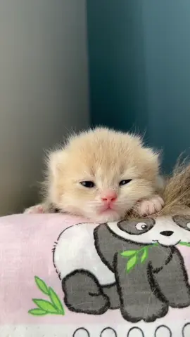 “How can eyes be this beautiful and adorable?”  🔸 “Craving more sweetness? Just keep watching.” 📌inst : caglarhousecattery  #cat #fy 