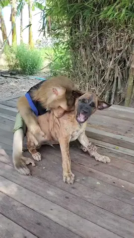 #CuteMonkey #MonkeyVideos #PetMonkey #MonkeyDaily #FunnyAnimals