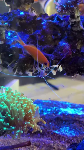 Cleaner fish works its magic, giving fish a spa day! 🐠💦 #FishSpa #OceanLife #Viral #NatureLovers #AquariumVibes #saltwatertank #reeflife #instareef #eatsleepreef #corals #keepitsalty 