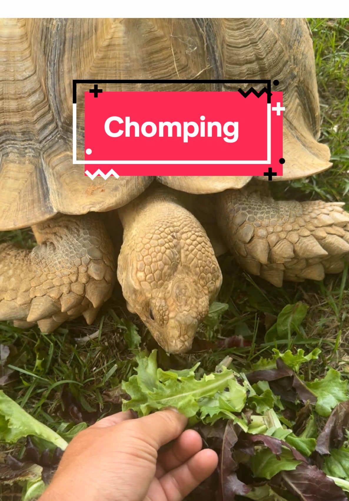 My tortoise chowing down 