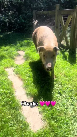 He’s such a good boy 🩷🩷🩷🩷 #pig #piggy #pigs #pigsoftiktok #friendsnotfood #charlie #charlieee #goodboy #lovehim #sosmart #smart #animals #animalsoftiktok #sanctuary #animalsanctuary #bigguy #bigpig #bigboy 