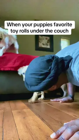 Why do I feel like they were gonna gang me if I didn’t find it. #PetsOfTikTok #dogsoftiktok #foryoupage #fyp #fyp #fypシ゚viral #funny #fyppppppppppppppppppppppp #fypage #explore #xyzbcafypシ 