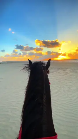 #الخيل_العربي #ابوهيبه #جبل_الحلال 