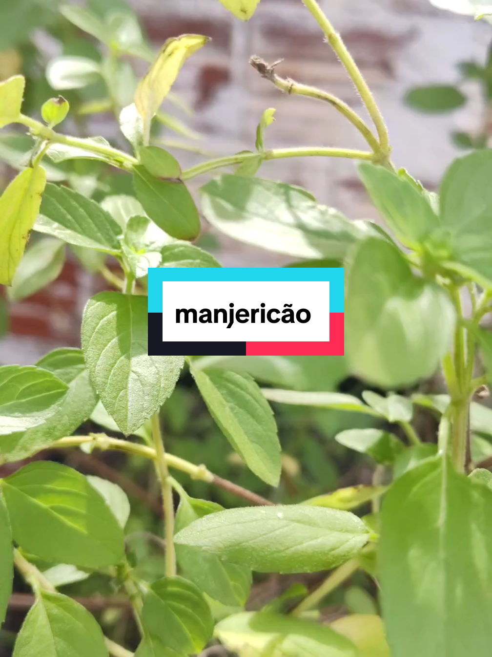 chá de manjericão #saúdenatural #plantasmedicinales #receitasnaturais #saúde #beneficios 