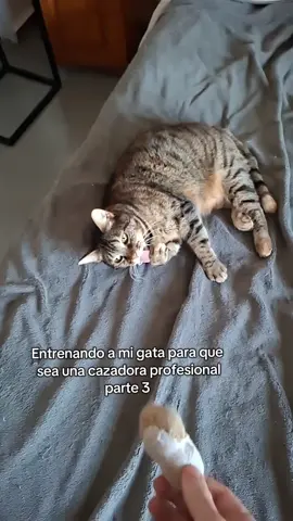 Lo logró!! 🙀🙀 . #cazadora #fyp #parati #gato #foryou 