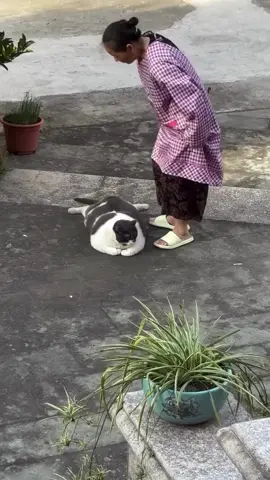 There gonna eat him #fatcat#chinese#cats#catsoftiktok #catslife #fat#cute#food#meme