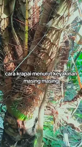 cara krapai salak  #petani #salak #wonosobo #fyp #viral 