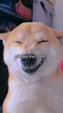 Oh my God he's so funny | Shiba Inu Core #shibainu #core #shibainupuppy 