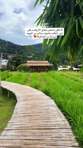 #thailand🇹🇭 #شيانغ_ماي#chiangmai  #بوكيت #بانكوك #phuket #bangkok 
