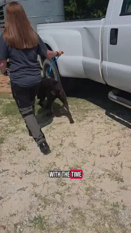#workingdog #lab #PetsOfTikTok 